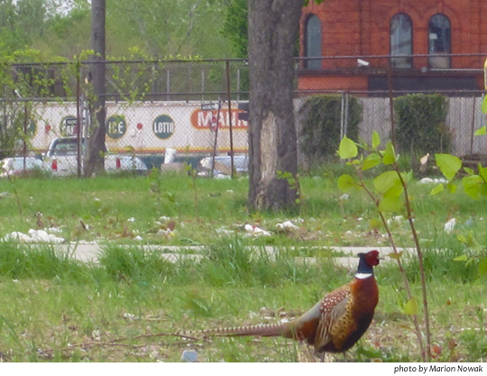 DetroitPheasantRiopelleStreet